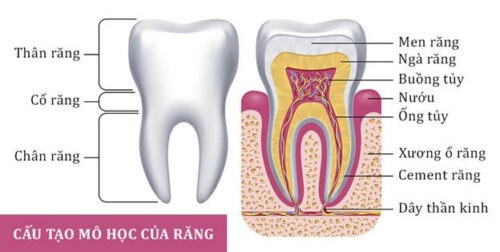 cấu tạo răng